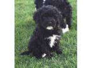 Portuguese Water Dog Puppy for sale in Berlin, OH, USA