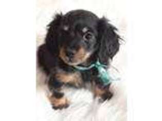 Dachshund Puppy for sale in Jasonville, IN, USA