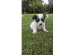 Yorkshire Terrier Puppy for sale in Gans, OK, USA