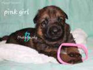 German Shepherd Dog Puppy for sale in Tina, MO, USA