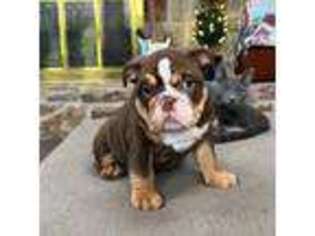 Bulldog Puppy for sale in Orwigsburg, PA, USA