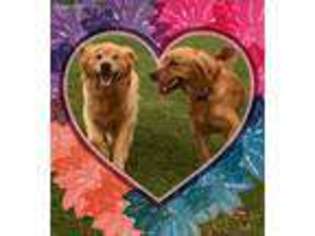 Golden Retriever Puppy for sale in Romance, AR, USA
