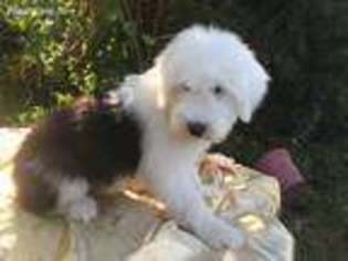 Old English Sheepdog Puppy for sale in Yulee, FL, USA