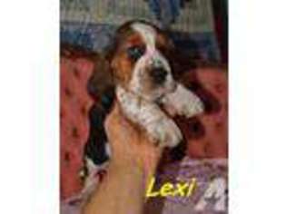 Basset Hound Puppy for sale in LOS ANGELES, CA, USA