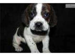 Beabull Puppy for sale in Jonesboro, AR, USA