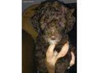 Goldendoodle Puppy for sale in Casa, AR, USA