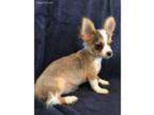 Chihuahua Puppy for sale in Lancaster, TX, USA