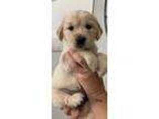 Golden Retriever Puppy for sale in Oxnard, CA, USA