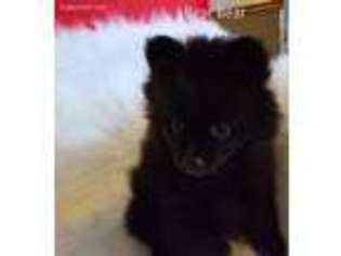 Pomeranian Puppy for sale in Big Island, VA, USA