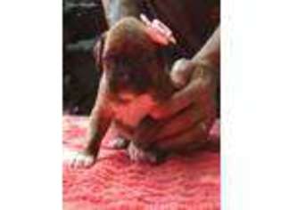 Boxer Puppy for sale in Albion, NY, USA