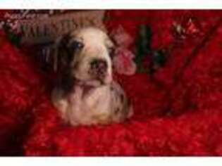 Catahoula Leopard Dog Puppy for sale in Omaha, NE, USA