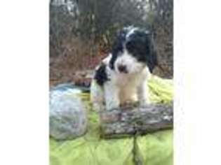 Saint Berdoodle Puppy for sale in Middleburg, PA, USA
