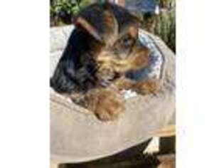 Yorkshire Terrier Puppy for sale in North Highlands, CA, USA