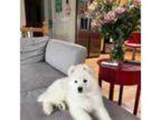 Samoyed Puppy for sale in Revere, MA, USA