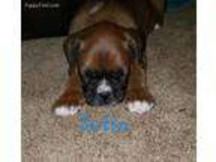 Boxer Puppy for sale in Fillmore, IL, USA