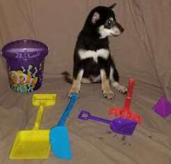 Shiba Inu Puppy for sale in DELMONT, PA, USA
