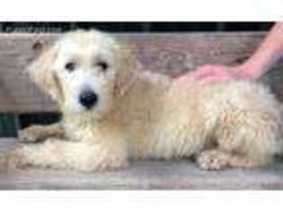 Labradoodle Puppy for sale in Springville, AL, USA