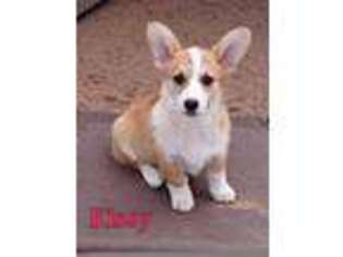 Pembroke Welsh Corgi Puppy for sale in Apple Valley, CA, USA