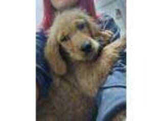 Goldendoodle Puppy for sale in Peculiar, MO, USA