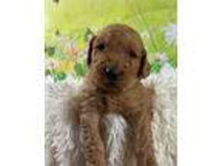 Goldendoodle Puppy for sale in Amarillo, TX, USA