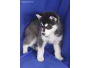 Siberian Husky Puppy for sale in Wahkon, MN, USA