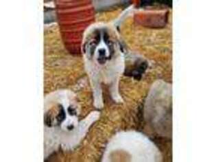 Great Pyrenees Puppy for sale in Harbor Springs, MI, USA