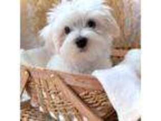 Maltese Puppy for sale in Colorado Springs, CO, USA