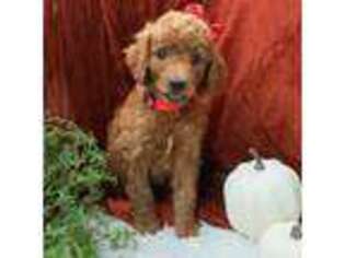 Mutt Puppy for sale in Talco, TX, USA