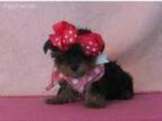 Yorkshire Terrier Puppy for sale in Spring, TX, USA