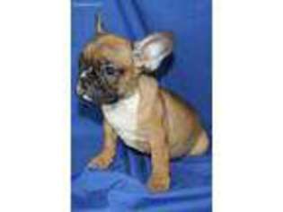 French Bulldog Puppy for sale in Farmingville, NY, USA