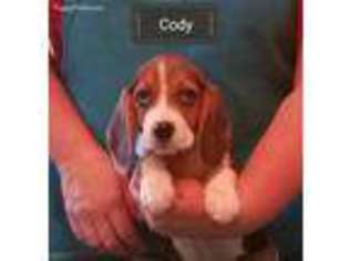 Beagle Puppy for sale in Raphine, VA, USA