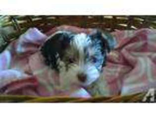 Yorkshire Terrier Puppy for sale in MOUNTLAKE TERRACE, WA, USA