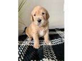 Labradoodle Puppy for sale in Clovis, CA, USA
