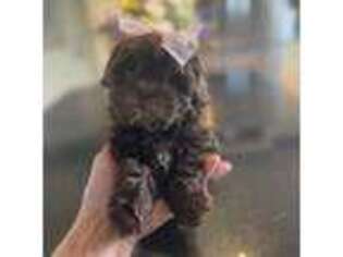 Shih-Poo Puppy for sale in Lebanon, TN, USA