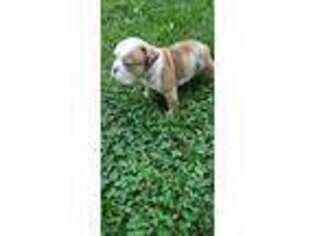 Bulldog Puppy for sale in Winston Salem, NC, USA