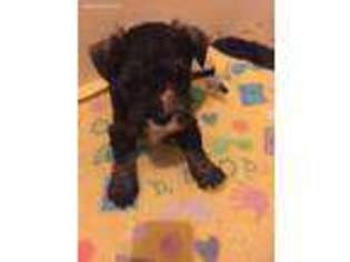 Mutt Puppy for sale in Whitehall, WI, USA