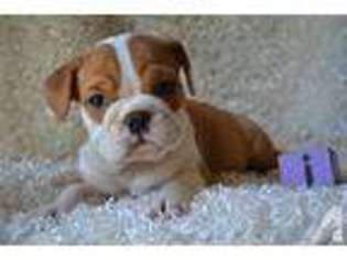 Miniature Bulldog Puppy for sale in BELGRADE, MN, USA