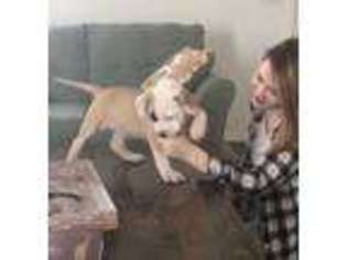American Bulldog Puppy for sale in Mesa, AZ, USA