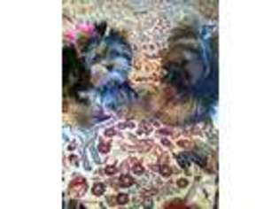 Yorkshire Terrier Puppy for sale in LA GRANGE, KY, USA