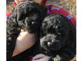 Medium Photo #1 Goldendoodle Puppy For Sale in Jacksonville, FL, USA
