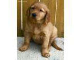 Golden Retriever Puppy for sale in Salineville, OH, USA