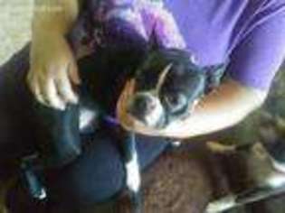 Boston Terrier Puppy for sale in Falls Of Rough, KY, USA