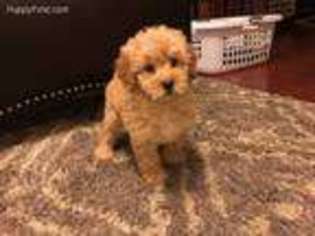 Goldendoodle Puppy for sale in Detroit, MI, USA