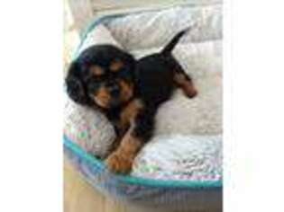 Cavalier King Charles Spaniel Puppy for sale in Half Way, MO, USA
