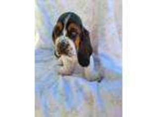 Basset Hound Puppy for sale in Stanley, VA, USA