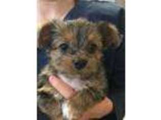Chorkie Puppy for sale in Peoria, IL, USA