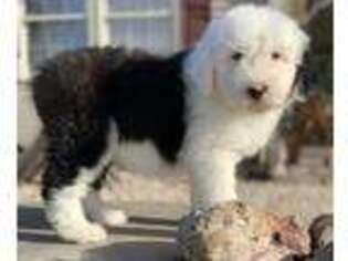 Old English Sheepdog Puppy for sale in Big Cove Tannery, PA, USA