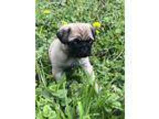 Pug Puppy for sale in West Milton, OH, USA