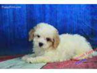 Medium Photo #1 Cavachon Puppy For Sale in Hickory, NC, USA