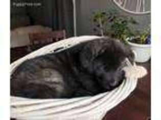 Akita Puppy for sale in Rapid City, SD, USA